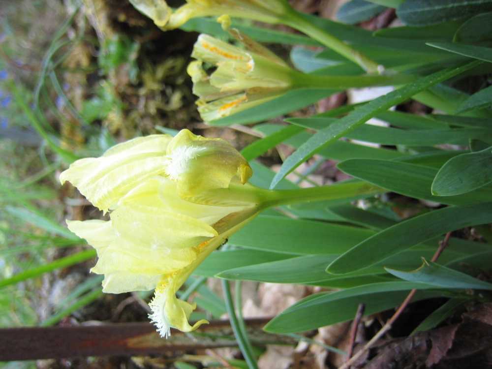 Iris pumila (Zwerg-Schwertlilie)